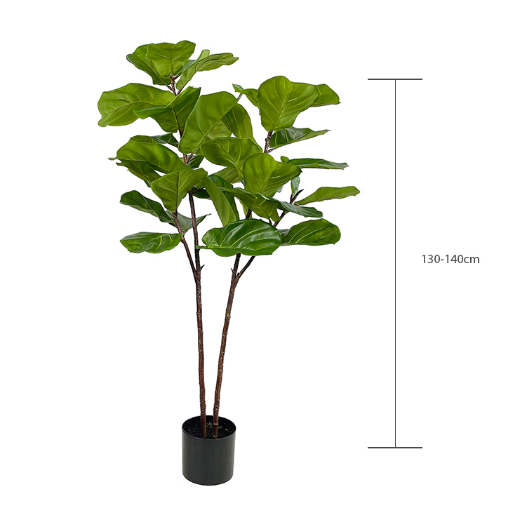 ficus height