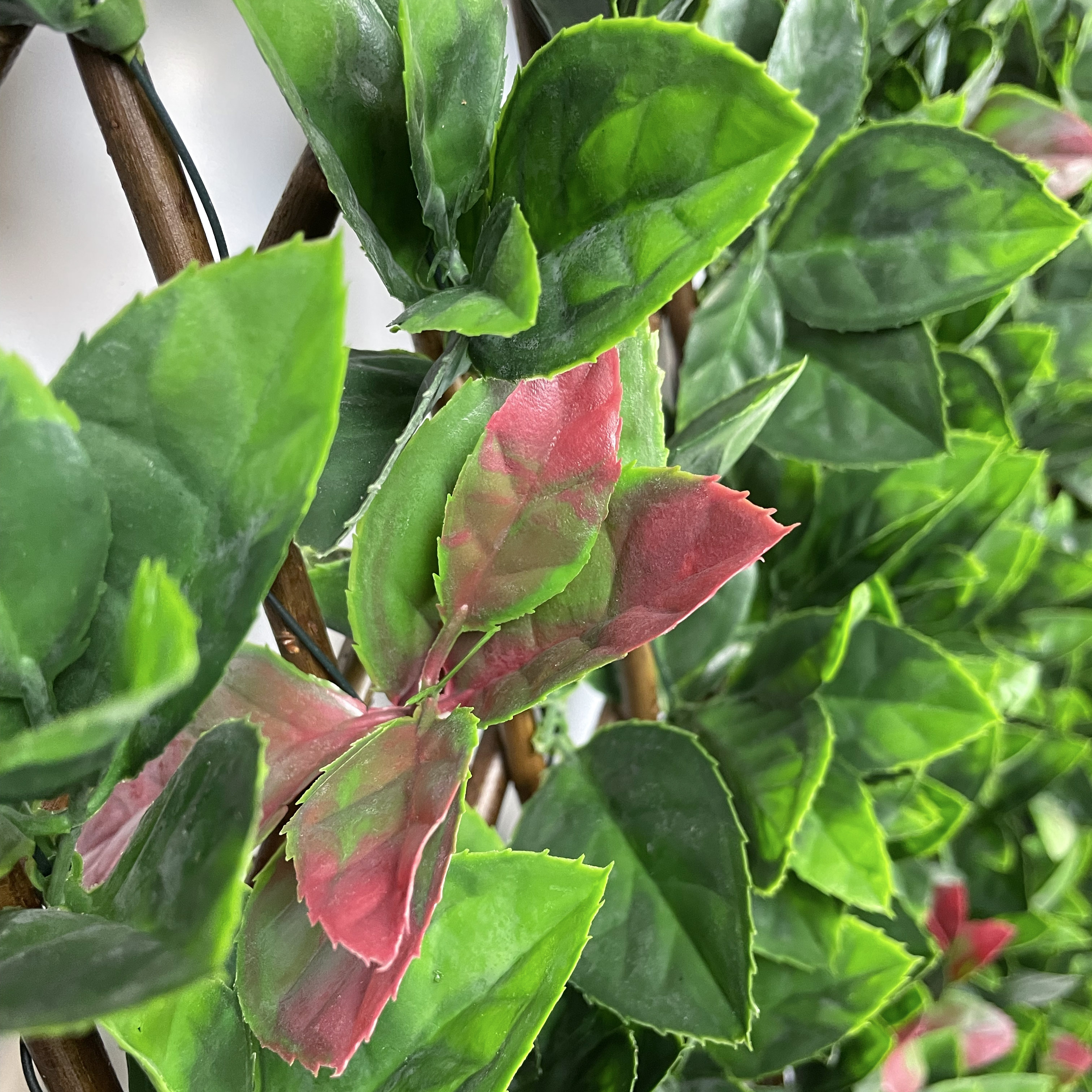autumn extendable trellis foliage close up