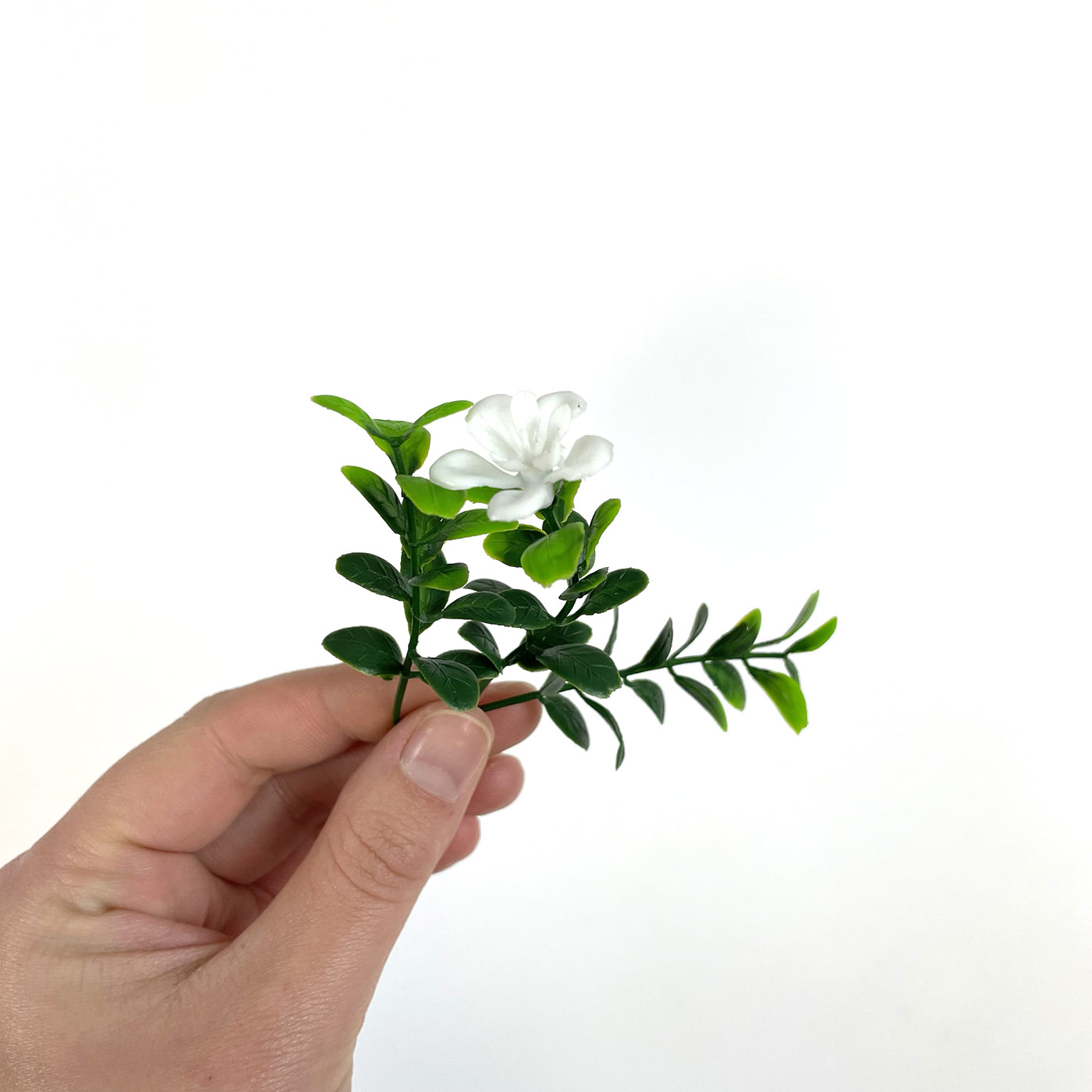 boxwood flower foliage sprig close up