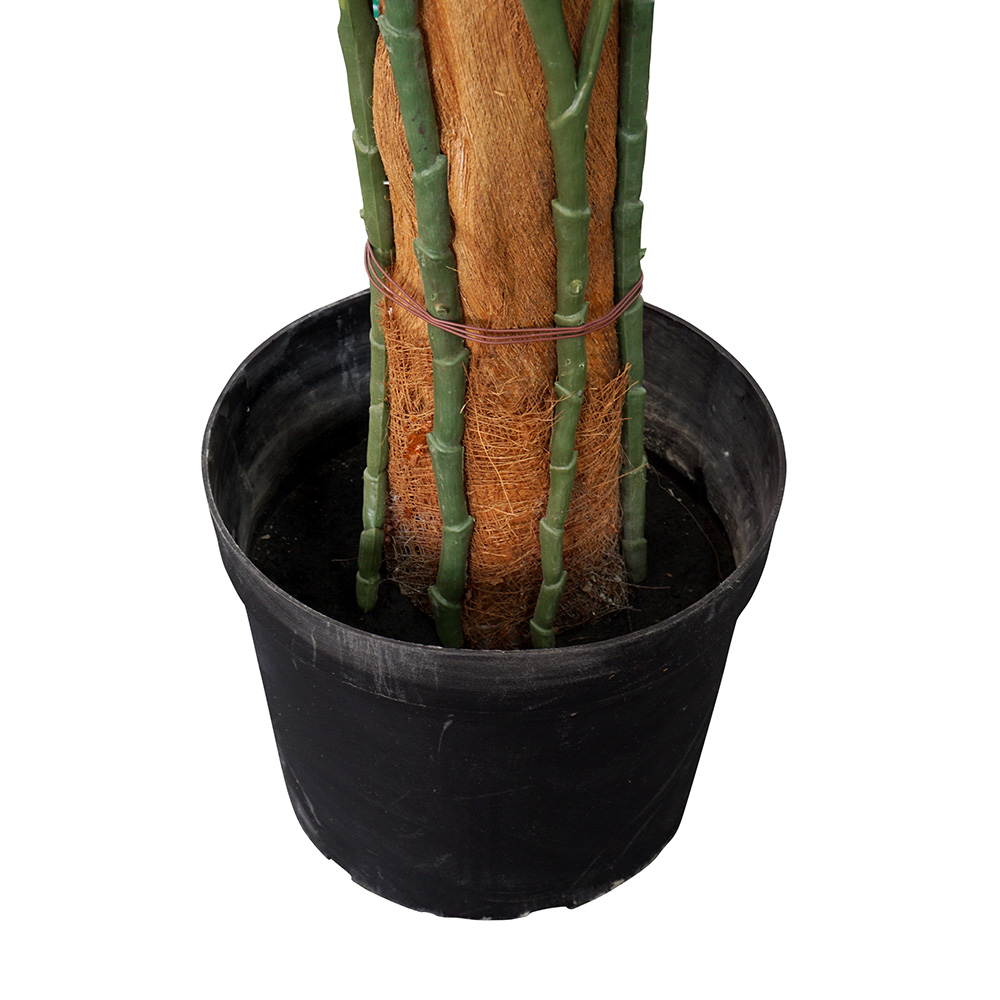 large monstera comes in an black pot
