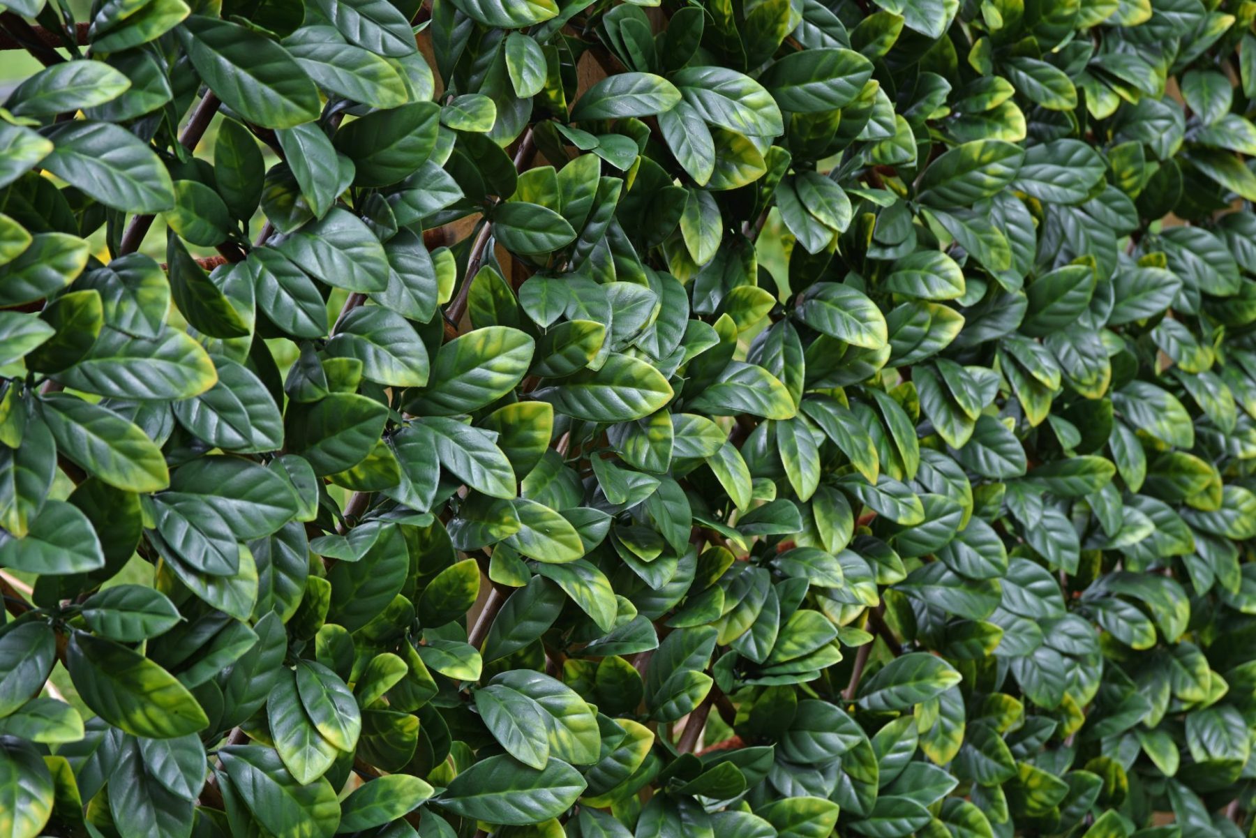 Lauren Artificial Hedging Fake Hedges Uk