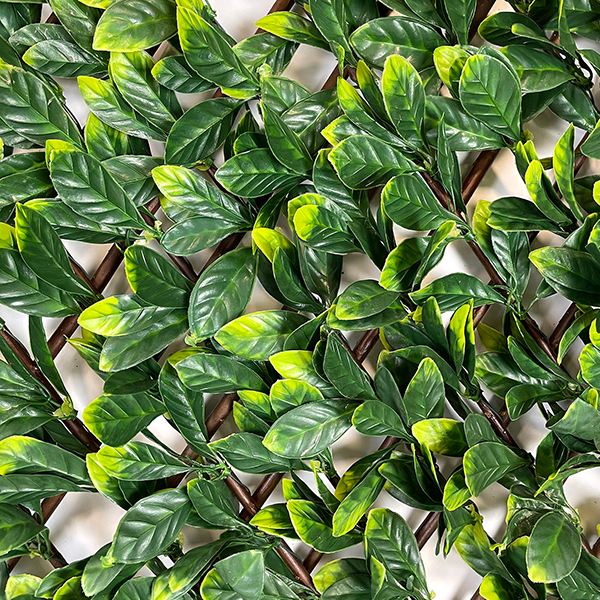 extendable hedging screen laurel close up of trellis