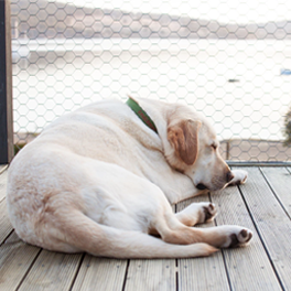 composite decking for pets