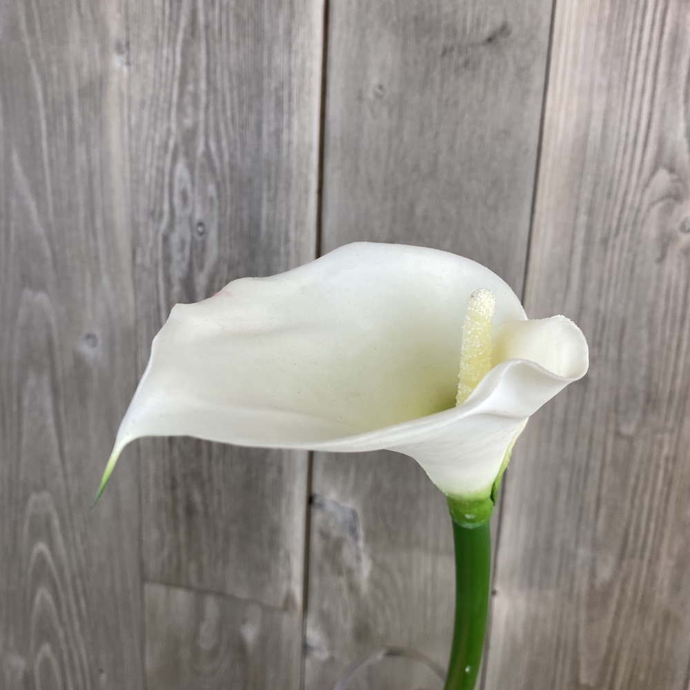 artificial white calla lily close up