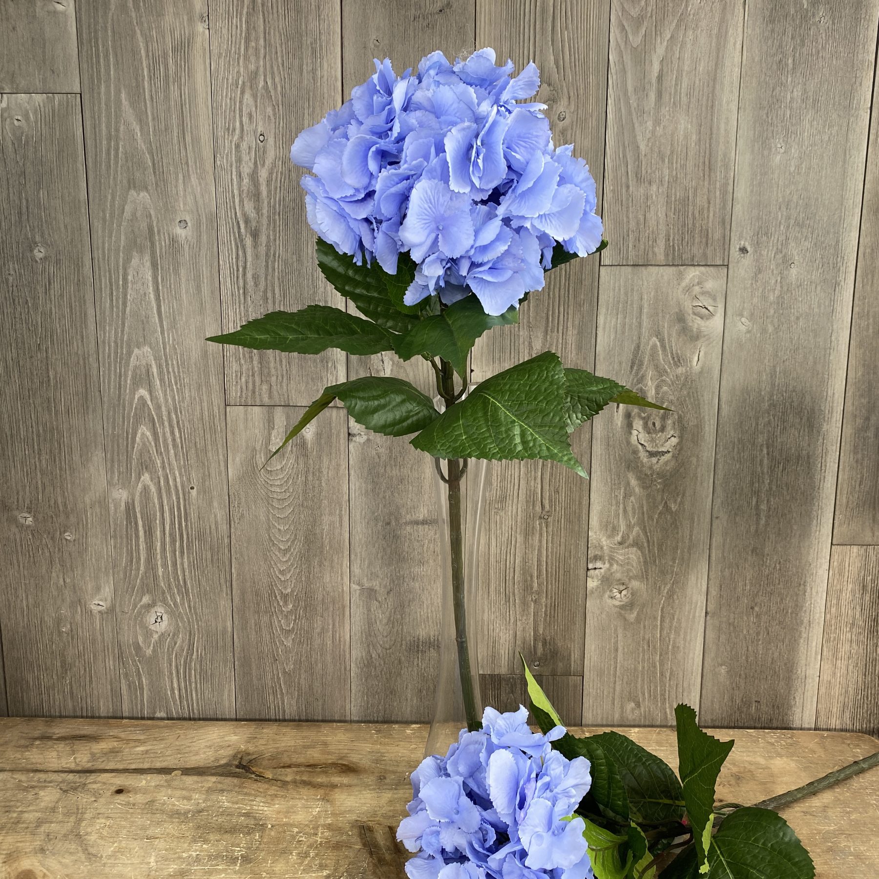 Single Large Light Blue Hydrangea