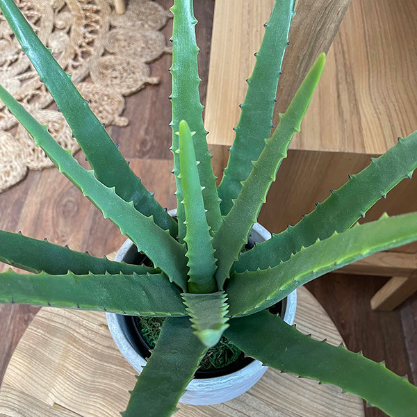 indoor artificial aloe vera plant foliage