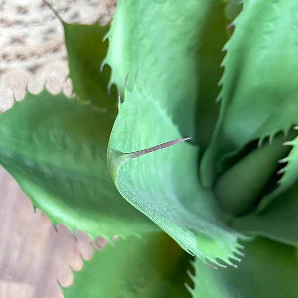 foliage close up of the indoor artificial crown plant