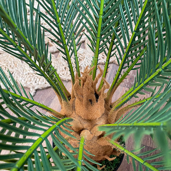 foliage close up of the indoor Artificial cycas plant