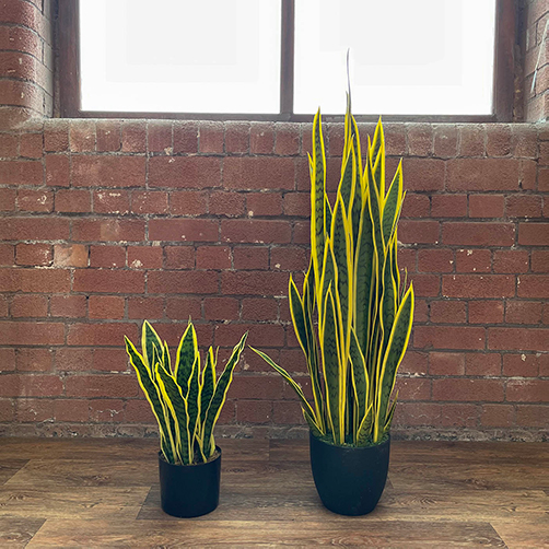 two sizes available artificial golden snake plant
