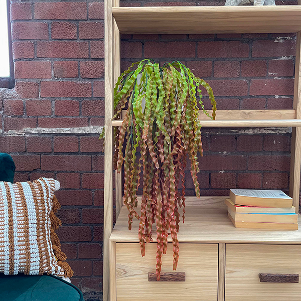 indoor artificial hanging seaweed plant