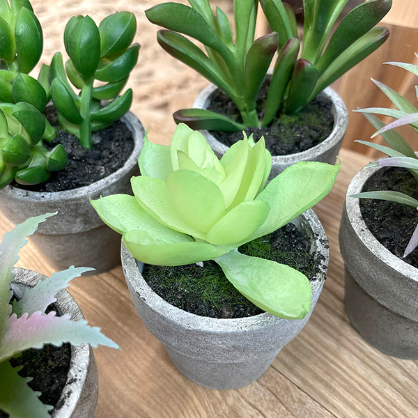 artificial succulent plant close up