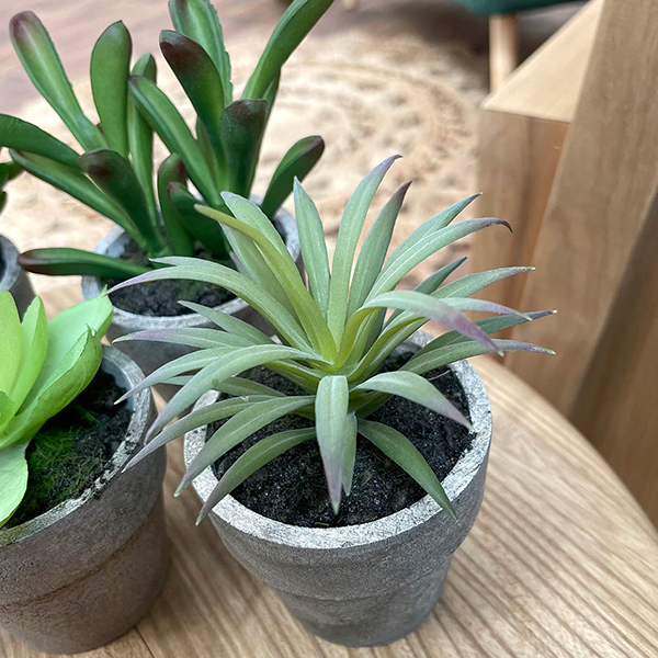 indoor artificial succulent plant close up