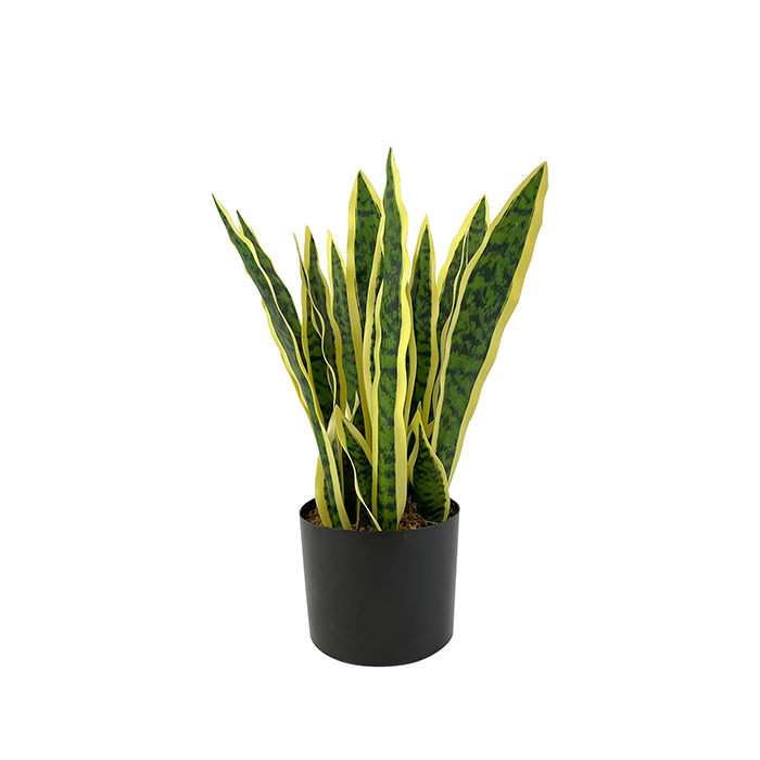 small artificial golden snake plant