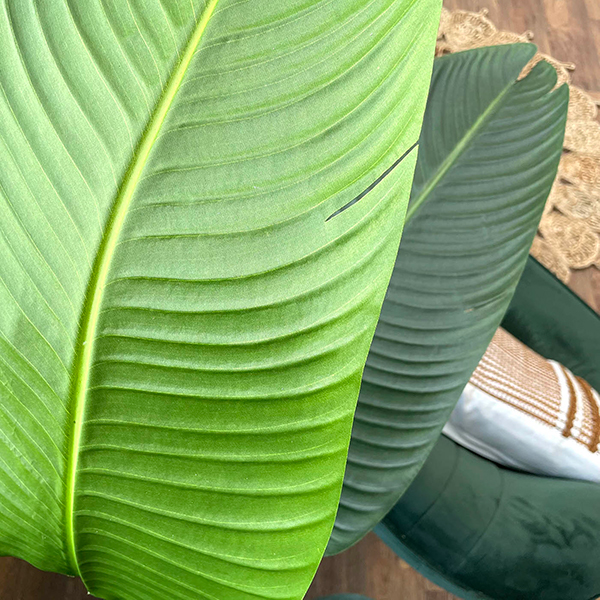 close up of the foliage on the artificial traveller's palm