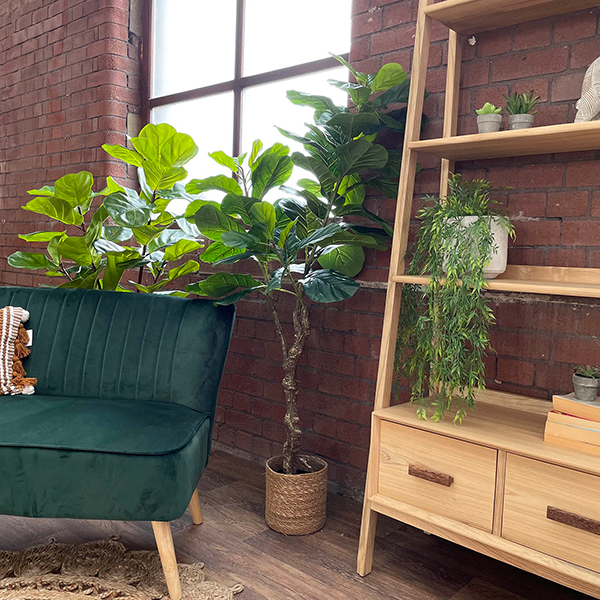 large fiddle ficus tree