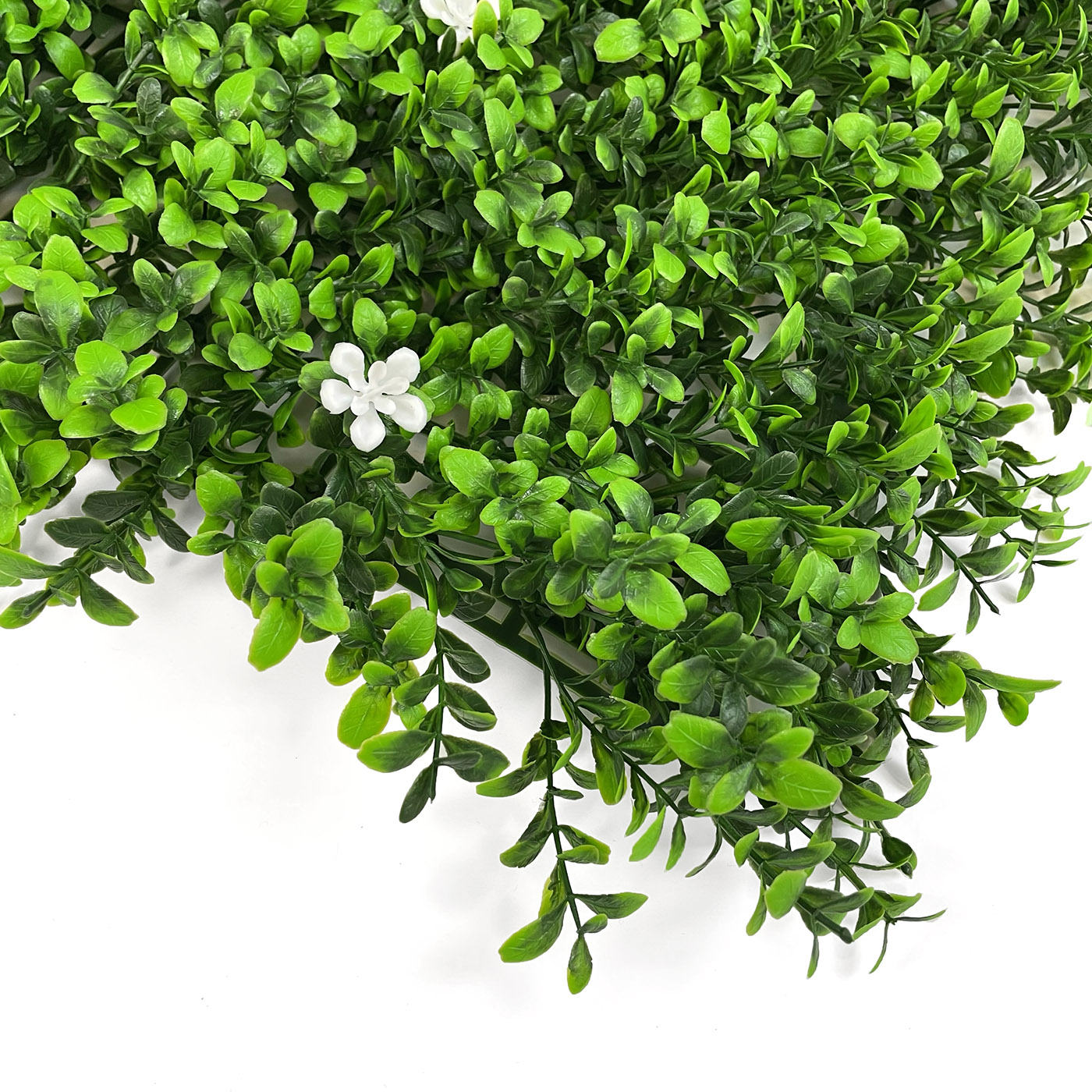 Boxwood outlet