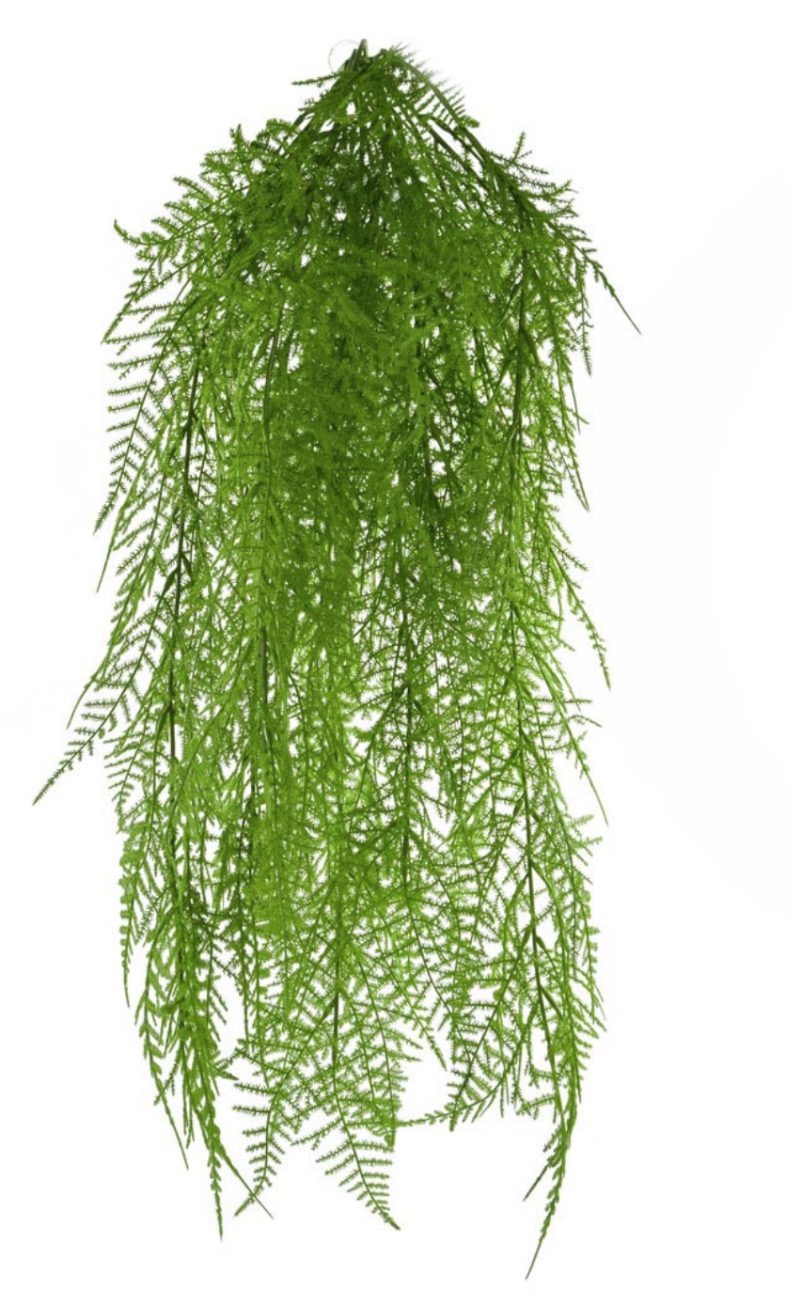 hanging fern fire retardant