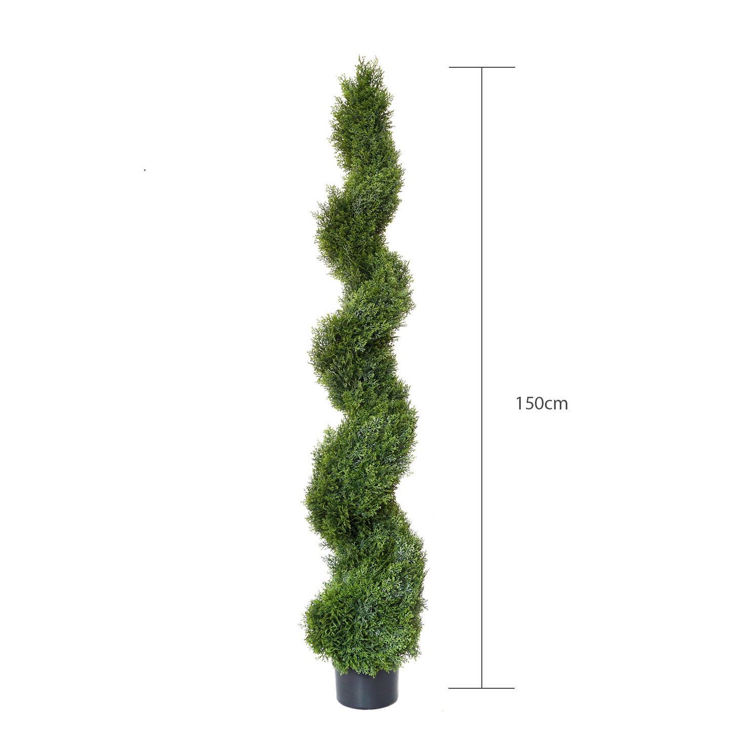 150cm high cypress spiral tree