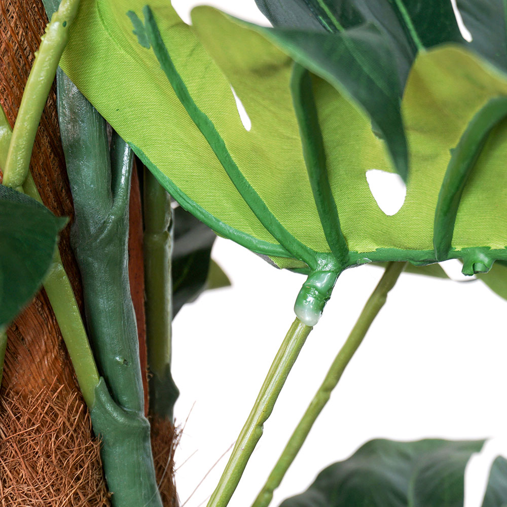 underneath of monstera plant with flexible stems and leaves