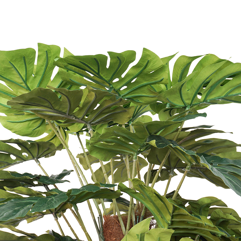 large monstera foliage for indoor use
