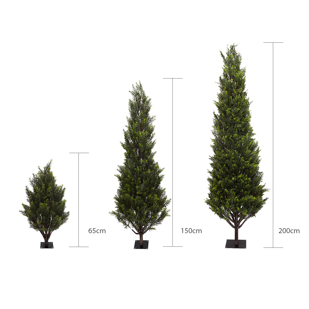 3 heights of cypress tree