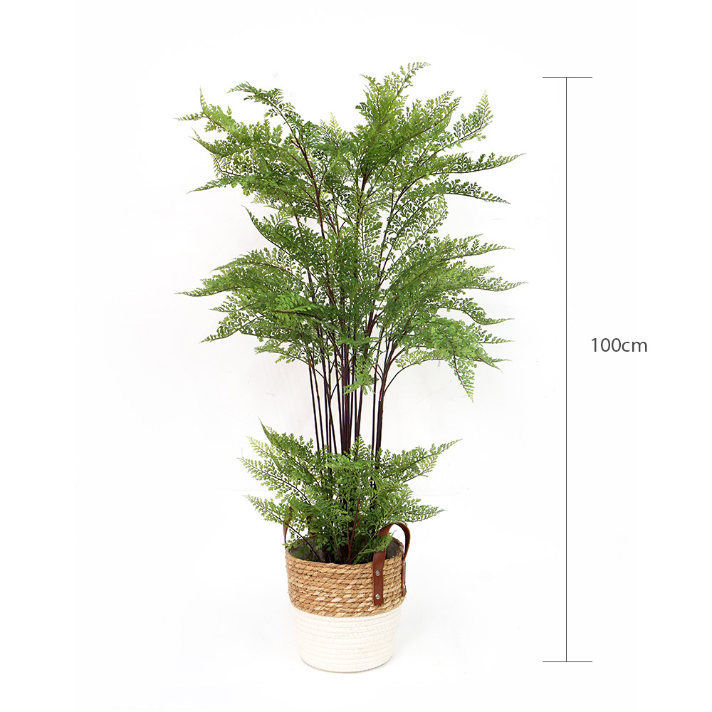Faux fern hotsell
