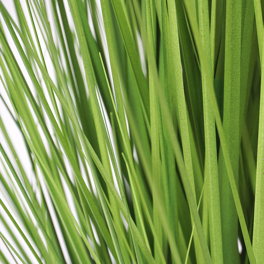 close up of the green grass plant