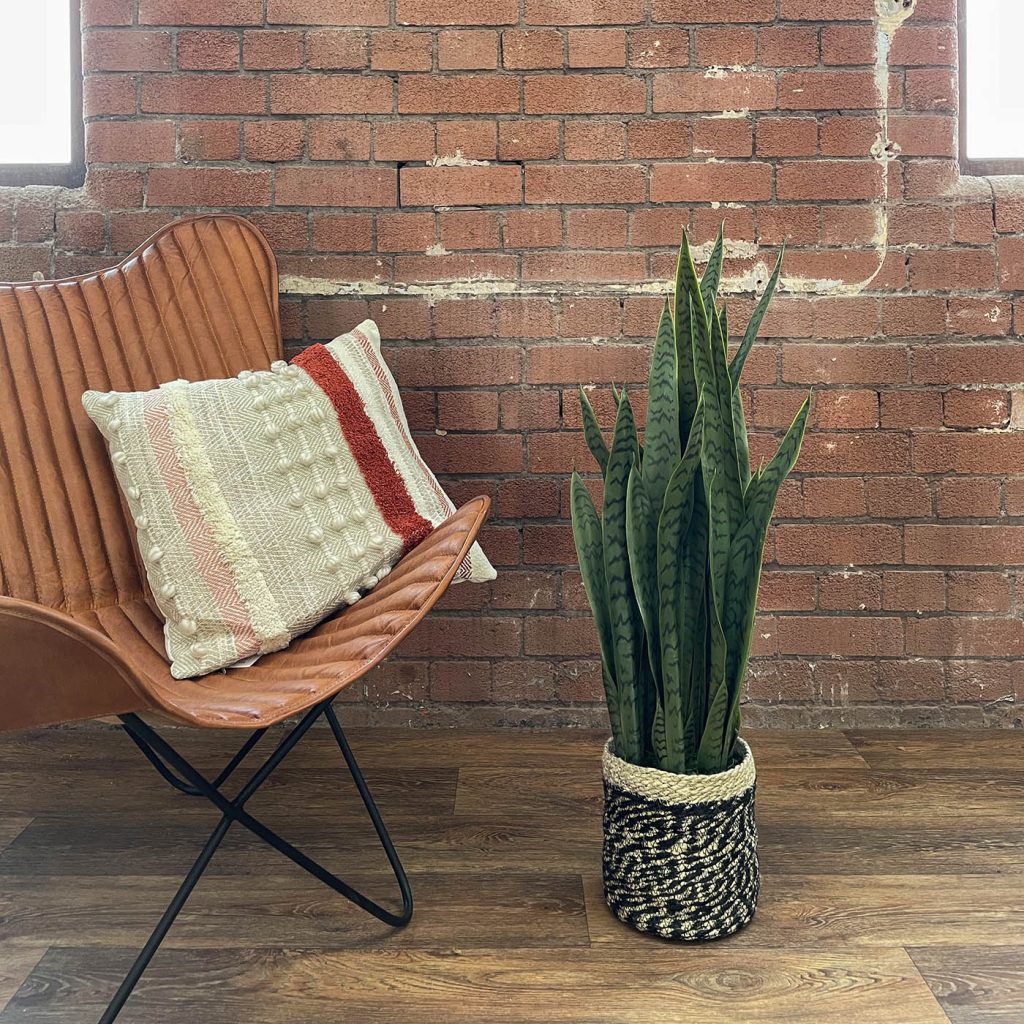 artificial snake plant, faux snake plant in a small living room space